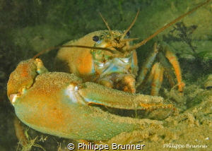 Crayfish by Philippe Brunner 